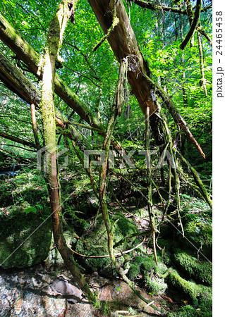 愛媛県内子町 小田深山渓谷 尻無川上流の風景 愛媛県内子町 小田深山渓谷 尻無川上流の風景 24465458