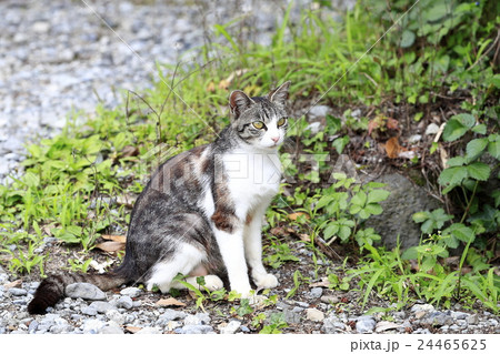 野良猫 野良猫 24465625