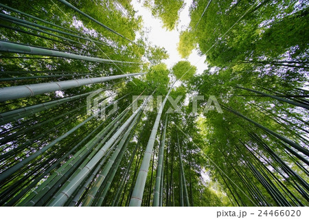 竹林 竹林 24466020