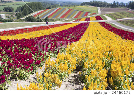 四季彩の丘　 24466175