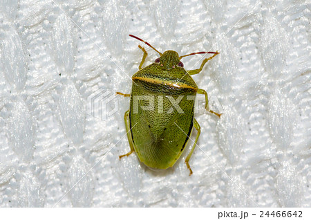 イチモンジカメムシ・オス 24466642