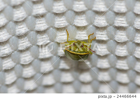 イチモンジカメムシ・オス 24466644