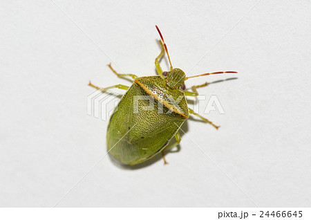 イチモンジカメムシ・オス イチモンジカメムシ・オス 24466645