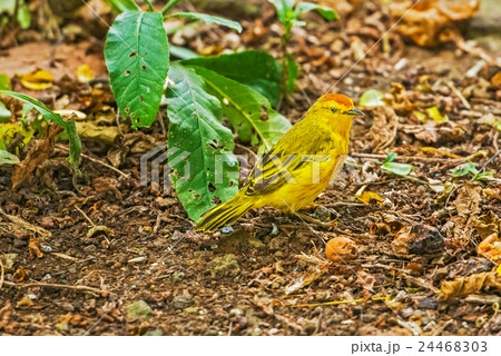 Male Yellow Warbler from Galapagos. 24468303