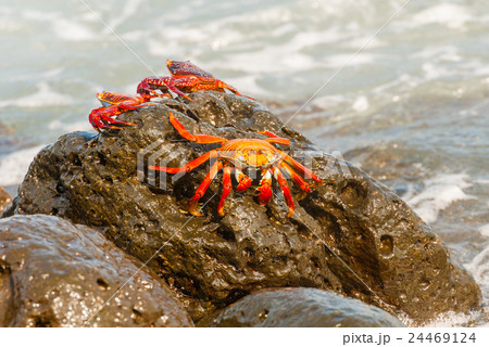 Sally Lightfoot crab on Galapagos Islands 24469124