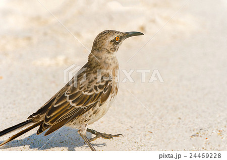 Galapagos Hood Mockingbird 24469228