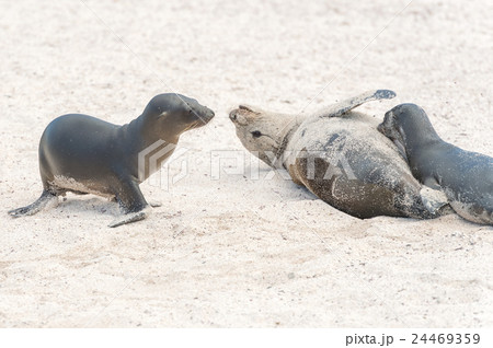Sea Lion in Galapagos Islands 24469359