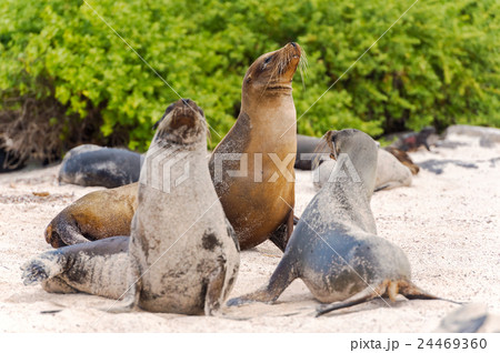 Sea Lion in Galapagos Islands 24469360