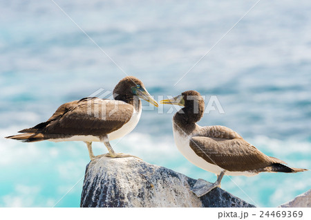 Juvenile Nazca Booby in Galapagos 24469369