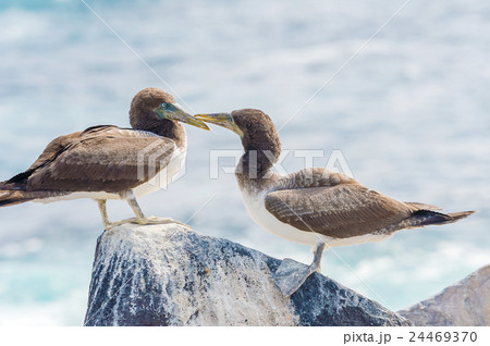 Juvenile Nazca Booby in Galapagos 24469370
