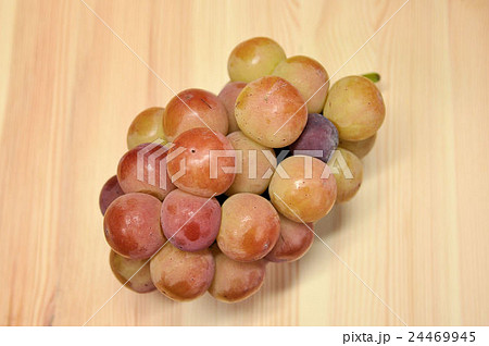 ゴルビー 24469945