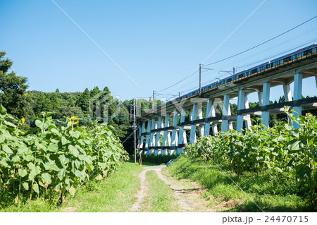 農村ふれあいセンター前　ひまわり 24470715