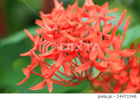 サンタンカ 24471546