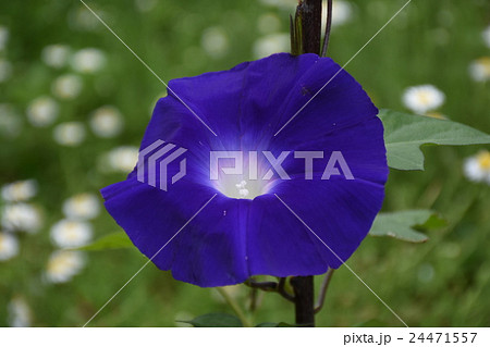 朝顔とカモミール 24471557