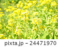 菜の花畑 24471970