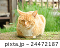 眠り猫 24472187