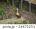 カモ　野鳥 24472251