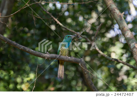 Blue-bearded Bee-eater on the branch in nature Blue-bearded Bee-eater on the branch in nature 24472407