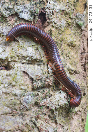 close up of the millipede on tree close up of the millipede on tree 24472455