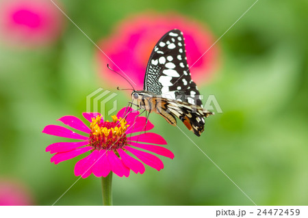 Butterfly on flowers in forest 24472459