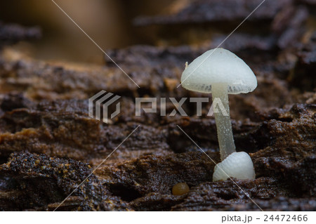 mushrooms growing on a live tree in the forest mushrooms growing on a live tree in the forest 24472466