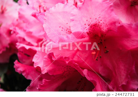 Pink rhododendron flower 24472731