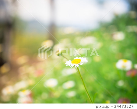 Natural Daisy flower background Natural Daisy flower background 24473327