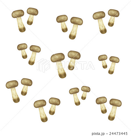 アガリクス茸 24473445