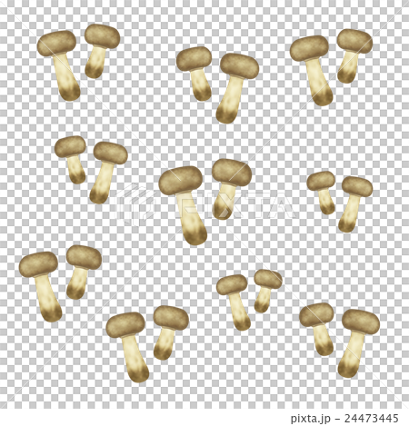 アガリクス茸 24473445