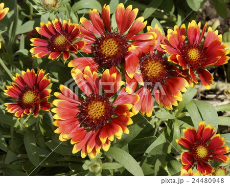 ガイラルディア 赤色 ガイラルディア 赤色 24480948