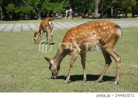 観光客に大人気の奈良公園の鹿 観光客に大人気の奈良公園の鹿 24481071