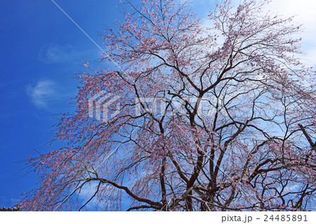 浄専寺・原田家のしだれ桜 （宮崎県西臼杵郡五ヶ瀬町） 24485891