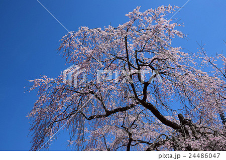 浄専寺・原田家のしだれ桜 （宮崎県西臼杵郡五ヶ瀬町） 24486047