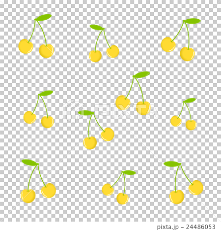 黄色いサクランボ 24486053