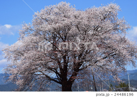 大坪の一本桜 (宮崎県東諸県群国富町) 大坪の一本桜 (宮崎県東諸県群国富町) 24486196