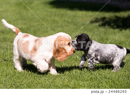 English Cocker Spaniel puppy English Cocker Spaniel puppy 24486293
