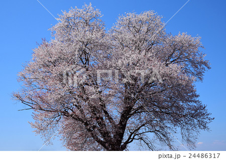 大坪の一本桜 (宮崎県東諸県群国富町) 大坪の一本桜 (宮崎県東諸県群国富町) 24486317
