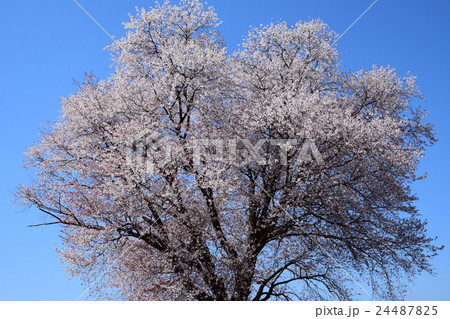 大坪の一本桜 （宮崎県東諸県群国富町） 24487825