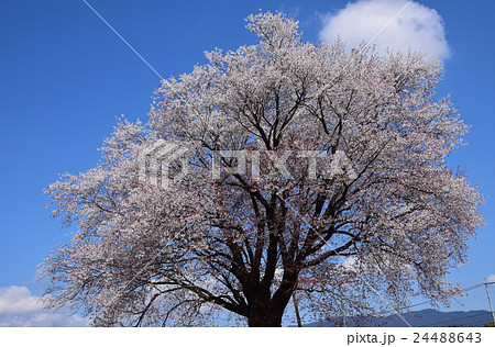 大坪の一本桜 （宮崎県東諸県群国富町） 24488643