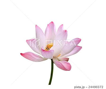 Beautiful pink lotus flower isolated on white. Saved with clipping path (Lotus used to worship) Beautiful pink lotus flower isolated on white. Saved with clipping path (Lotus used to worship) 24490372