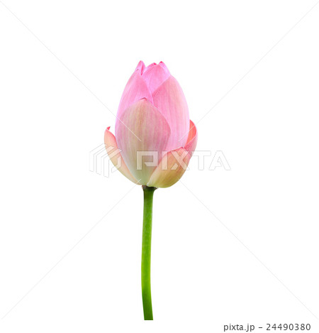 Beautiful pink lotus flower isolated on white. Saved with clipping path (Lotus used to worship) Beautiful pink lotus flower isolated on white. Saved with clipping path (Lotus used to worship) 24490380