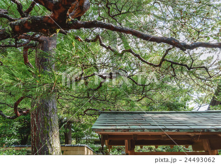 金沢武家屋敷 庭園の松 金沢武家屋敷 庭園の松 24493062