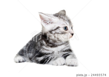 Cute American shorthair cat kitten. Cute American shorthair cat kitten. 24493574