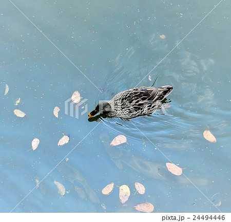 Lake with ducks in the water Lake with ducks in the water 24494446