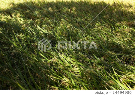 Chishang harvest travel 24494980