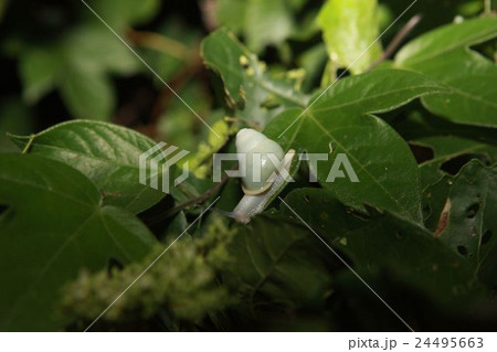 night ecological tour 24495663