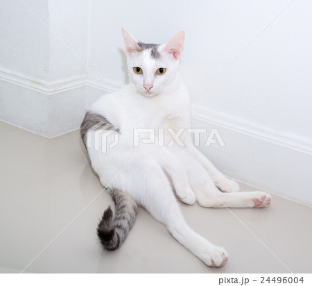 White cat is looking forward with copy space White cat is looking forward with copy space 24496004