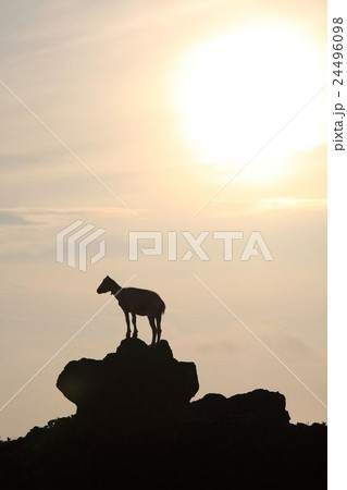 sheep sheep 24496098