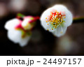 梅 24497157