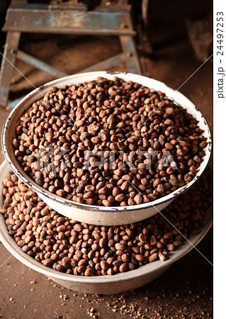 Seeds of shea tree Mubanayili Gana シアバターの実 Seeds of shea tree Mubanayili Gana シアバターの実 24497253